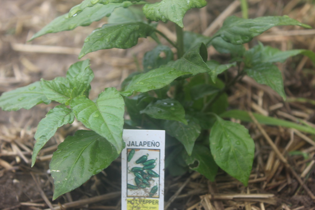 Planted jalapeno