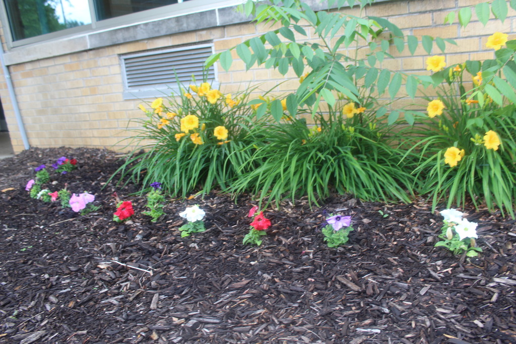 outdoor planting of flowers