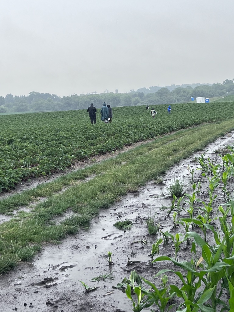 picking strawberries in the rain