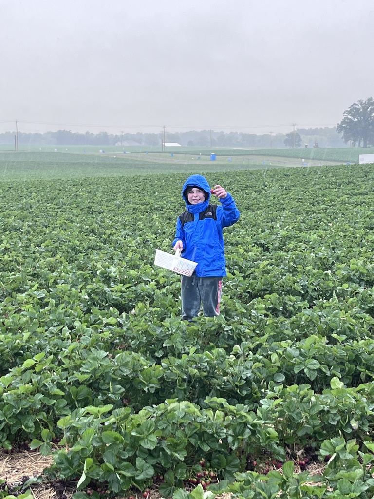 little learner standing in strawberry field