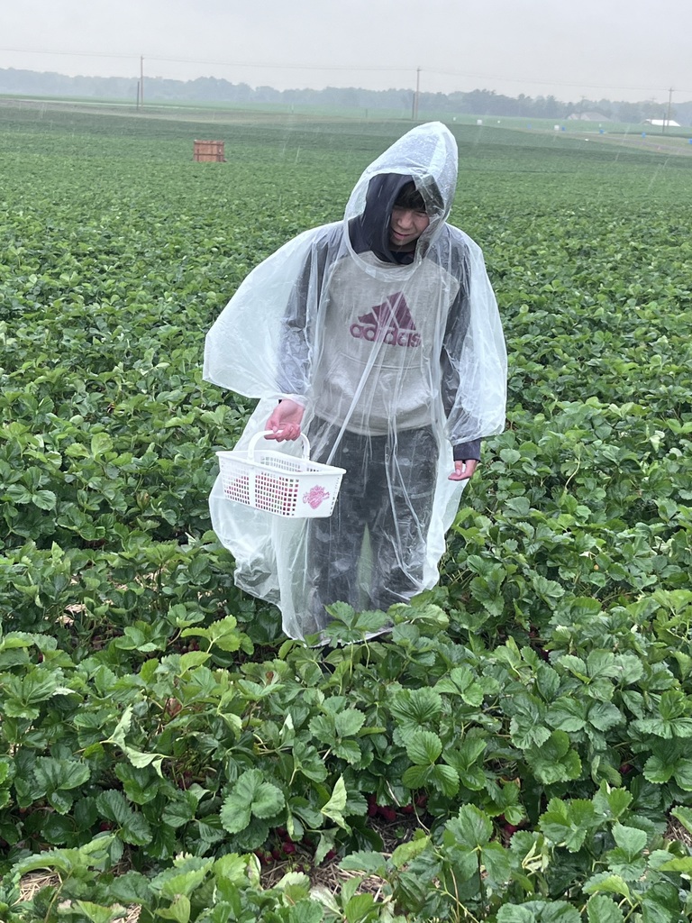 young boy in starwberry field with lots of rain. 