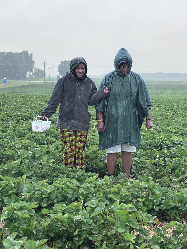 youth in strawberry field in the rain