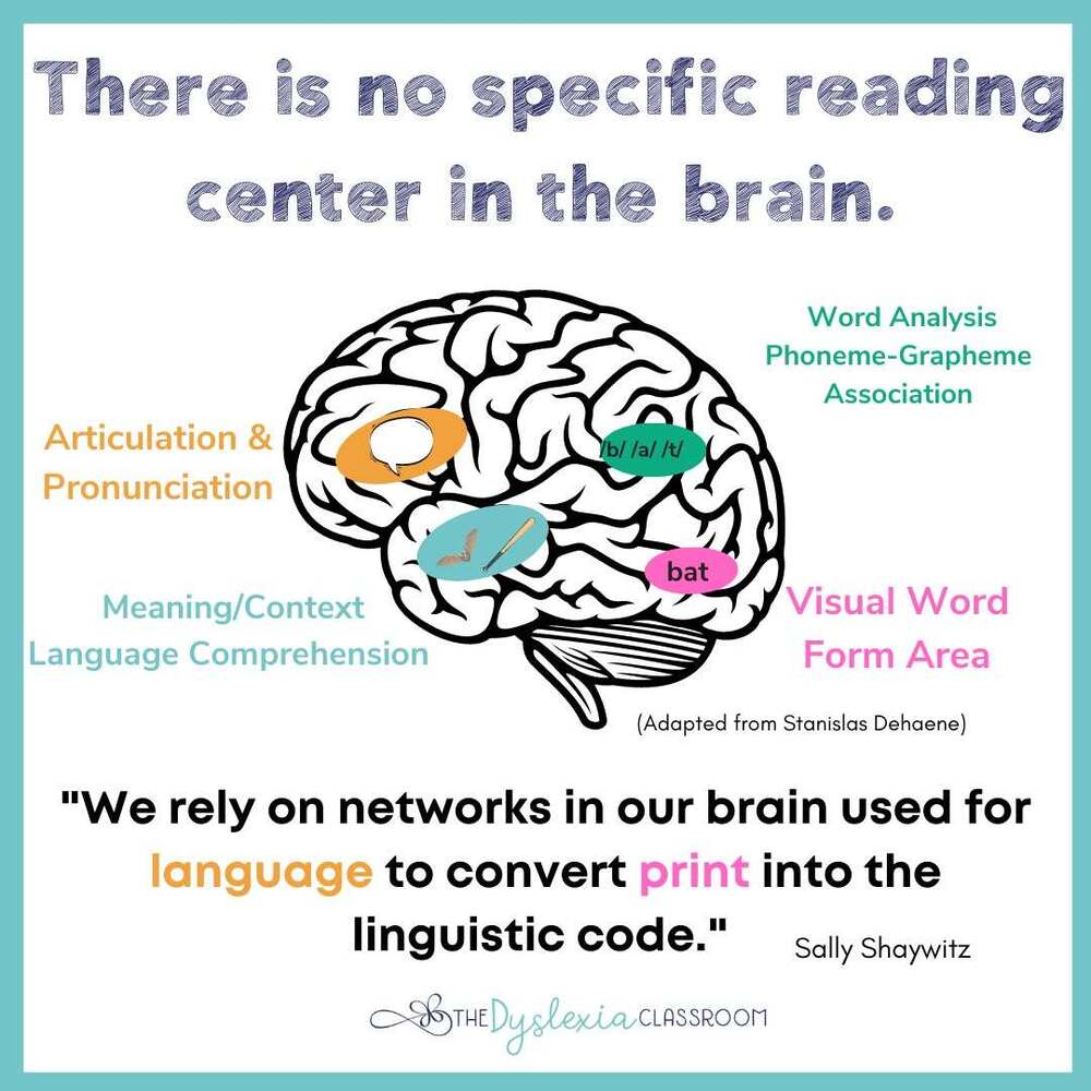 graphic showing parts of the brain involved in reading