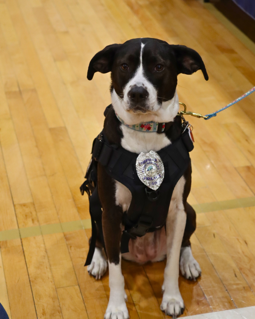 East Norriton Police Therapy Dog Peaches sits for a photo in the gym.