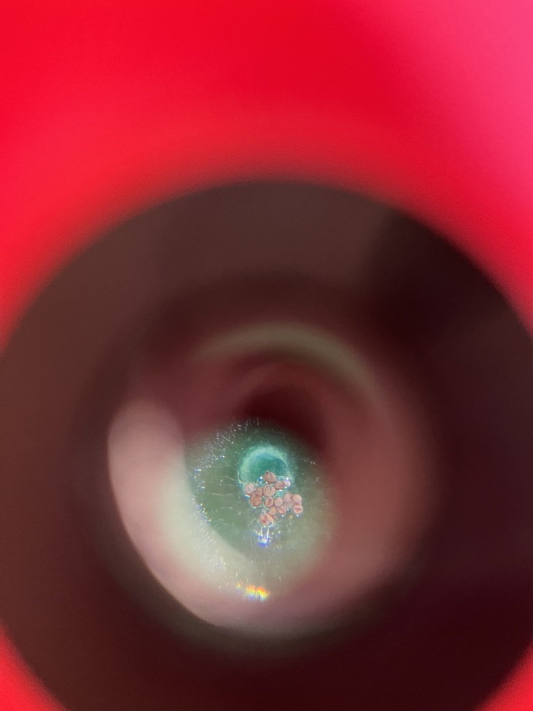 A plankton egg under a microscope.