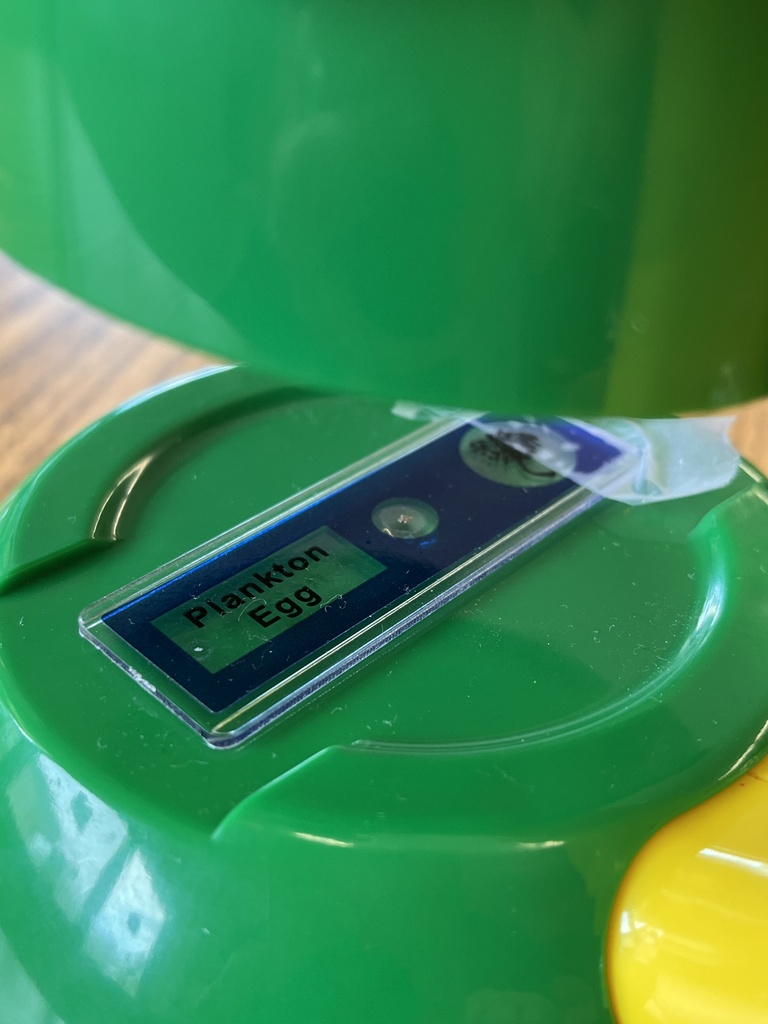 A plankton egg under a microscope