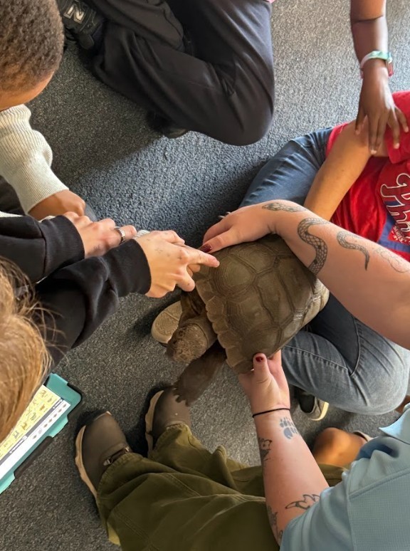 Students touch Sandy the tortoise.
