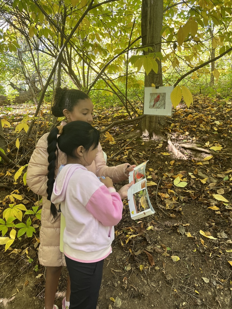Students looking at pictures of birds