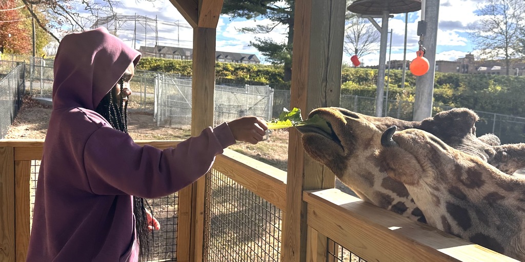 A student is feeding the giraffes
