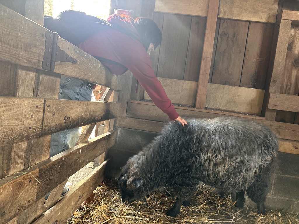 A student is petting a sheep