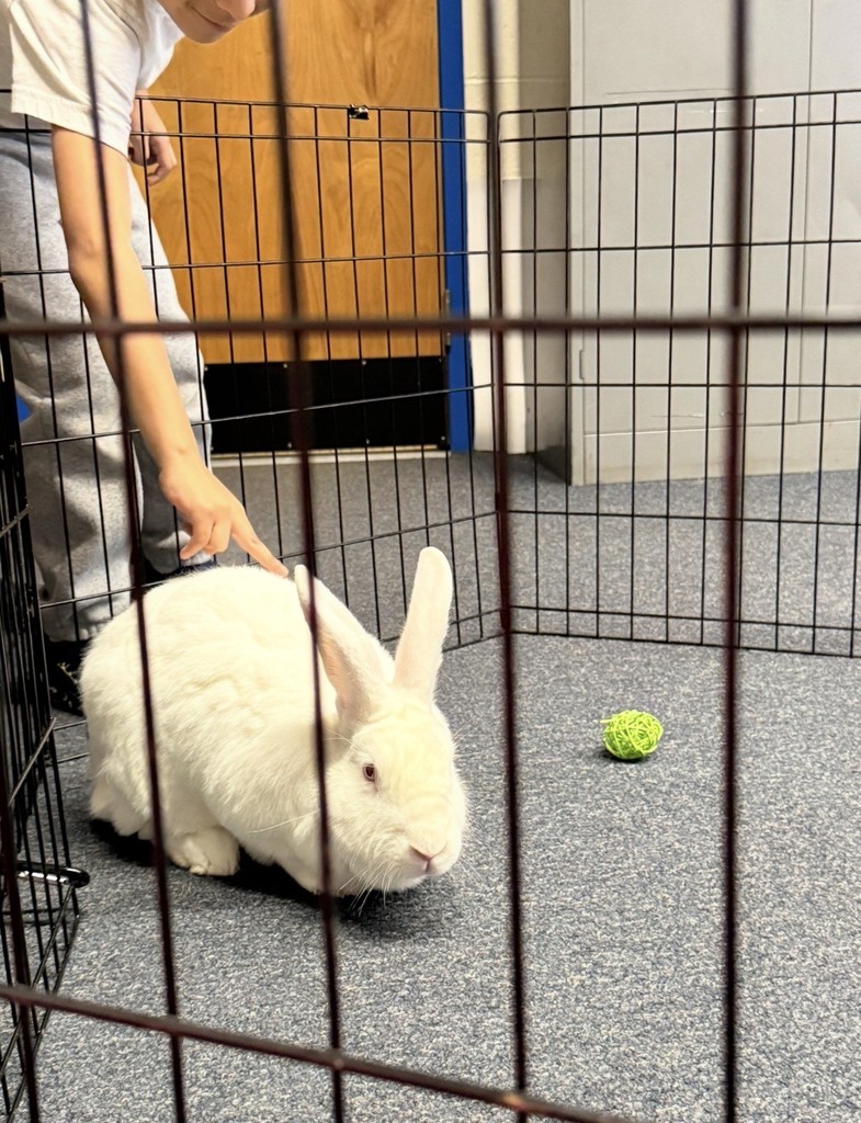 A student gently pets Waldo the albino rabbit from Zoo on Wheels.