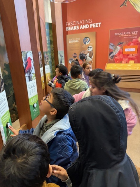 1st grade students looking at pictures of birds