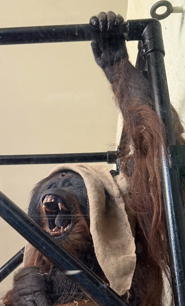 An orange tang is smiling for the camera.