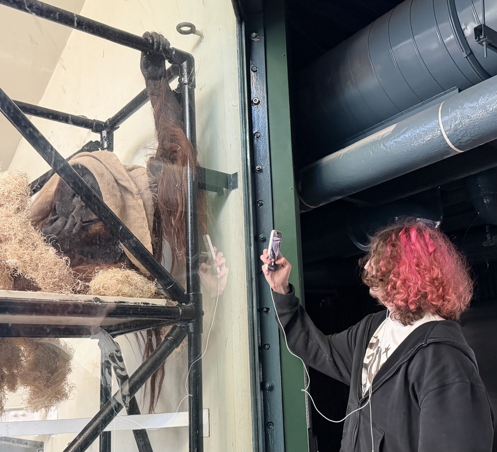 A student is taking a photo of or orangatang