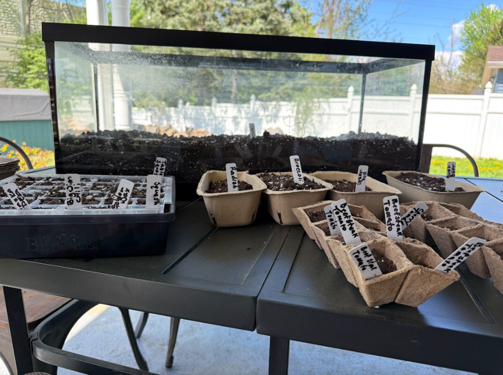 A picture of seeds that are ready to plant
