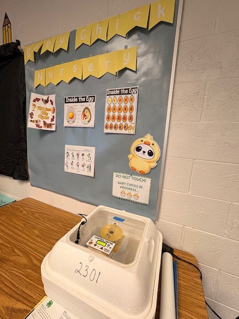 Eggs to chickens at PVF