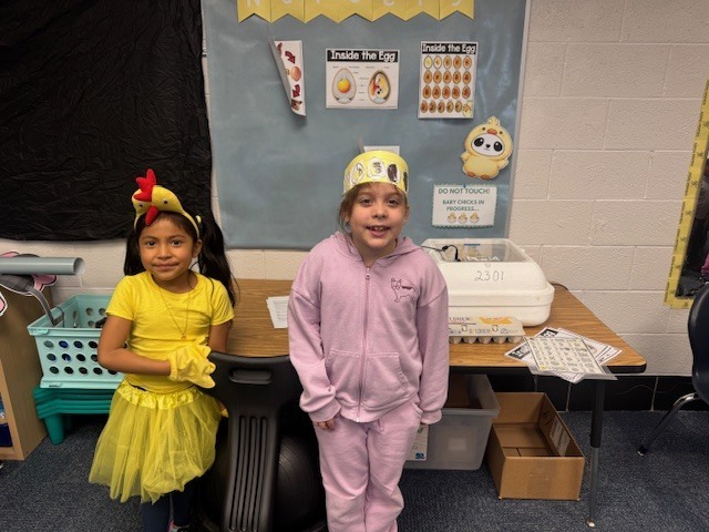 Eggs to chickens at PVF