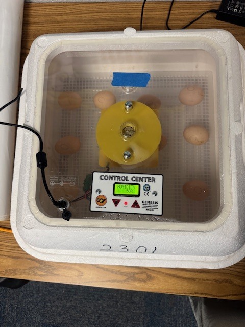 Eggs to chickens at PVF