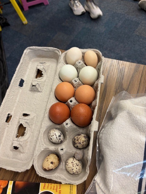 Eggs to chickens at PVF