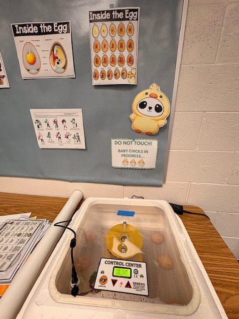 Eggs to chickens at PVF