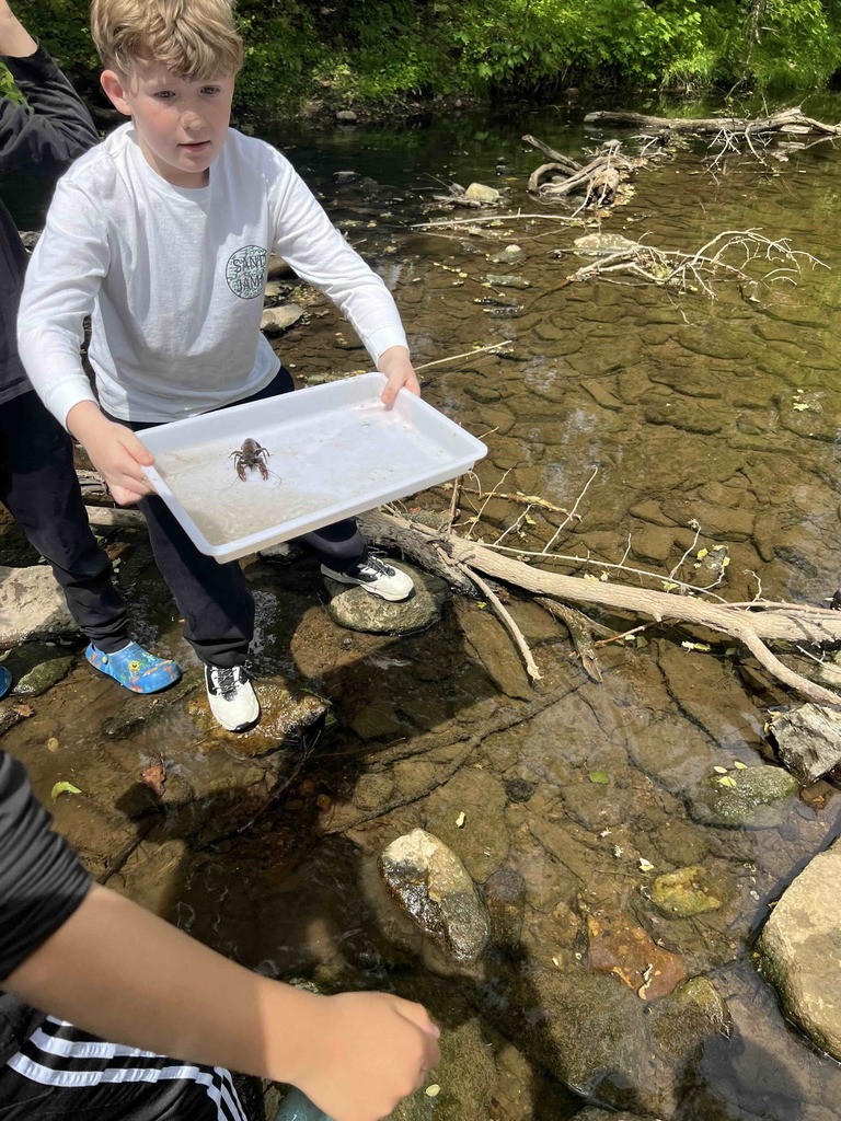 Students explore Stoney Creek for creatures.
