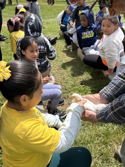 Students pet a chicken.