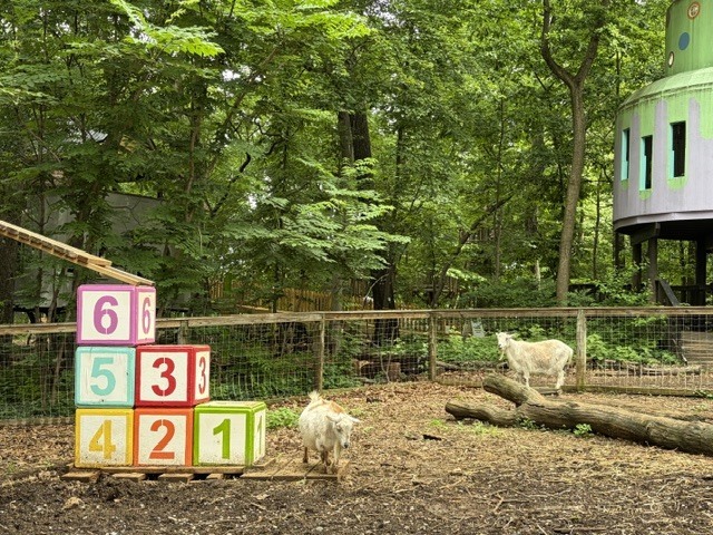 Animals on the field trip. 
