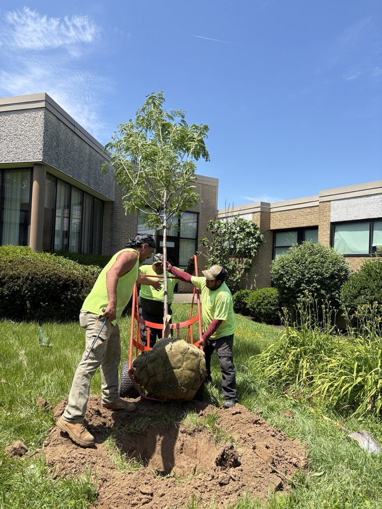 The Honey Locust tree being planted in the courtyard.