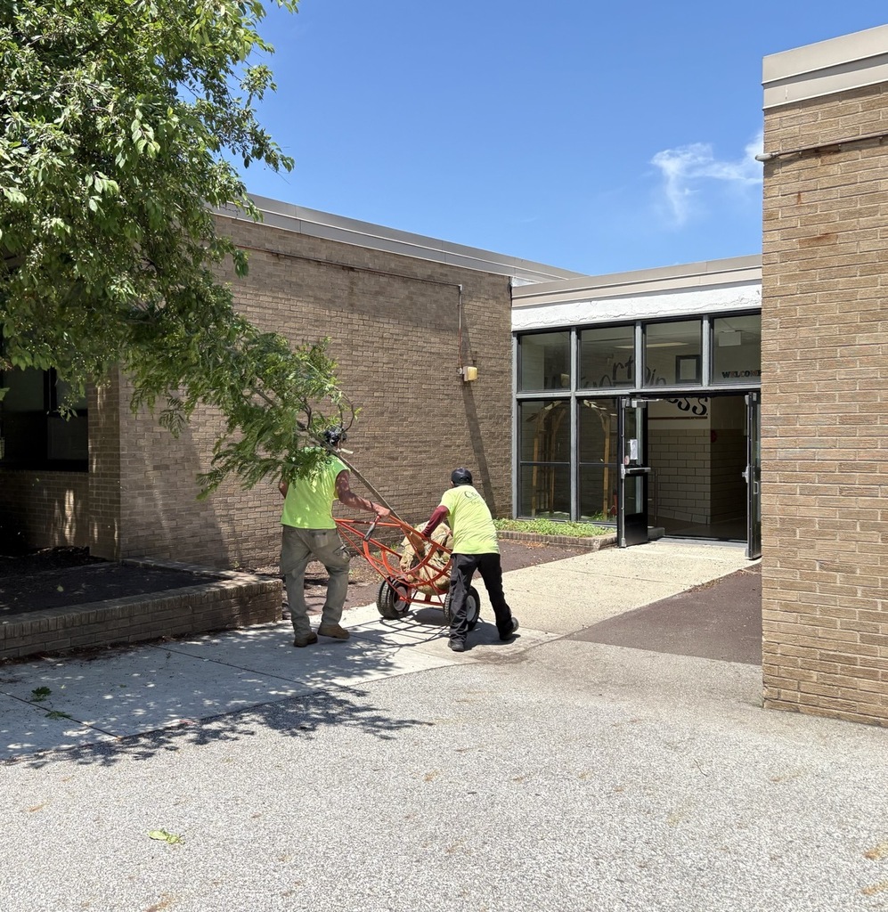 The Honey Locust tree is entering the building and going to the courtyard.