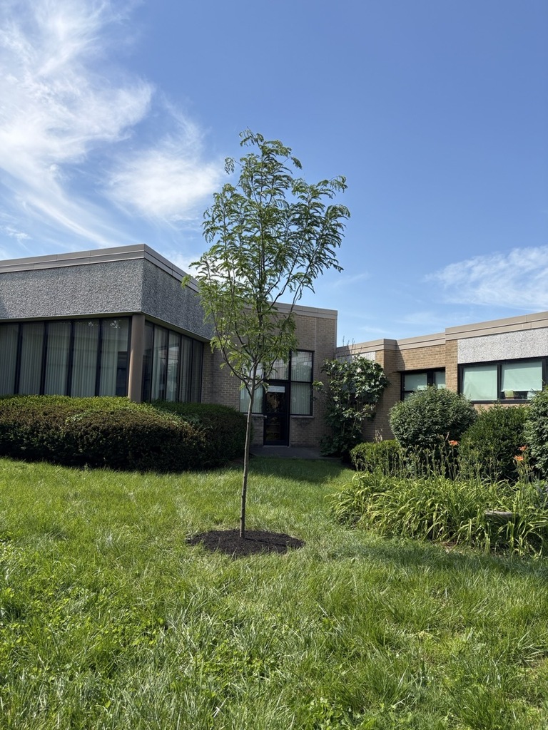 The Honey Locust tree stands tall in the courtyard.