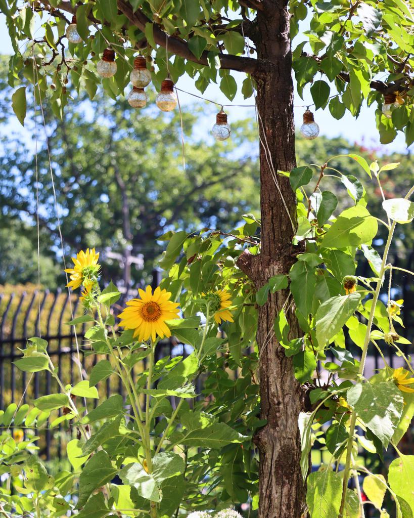 Close up of flowers in the garden.