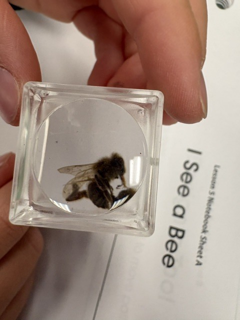 Science is buzzing in 2nd grade