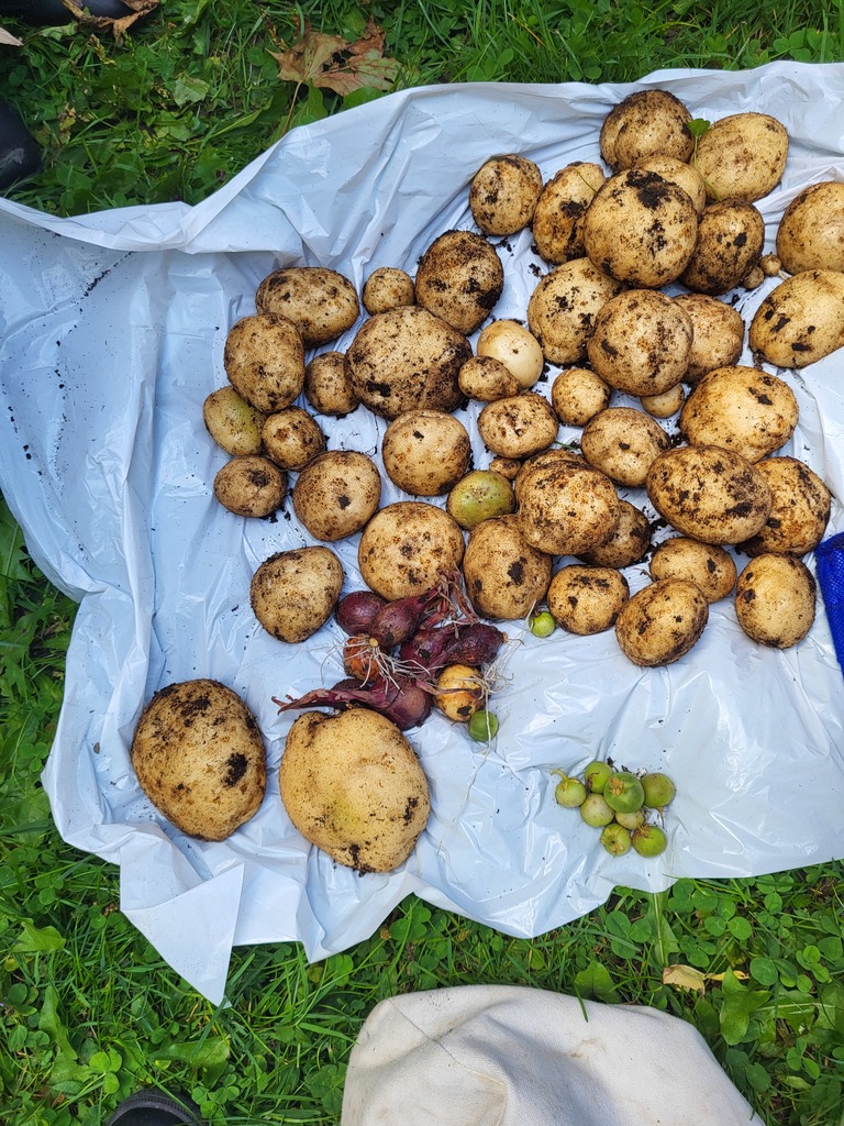 Garden Harvest