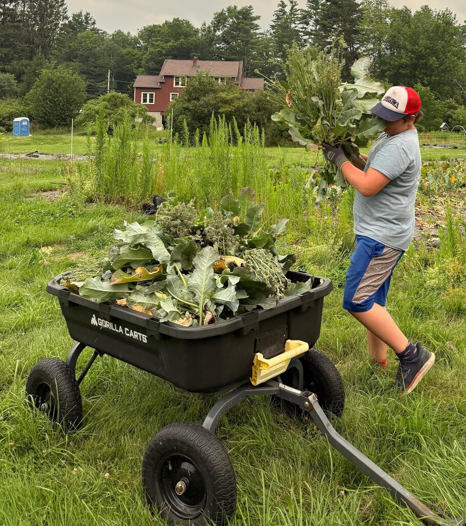Students harvesting greens