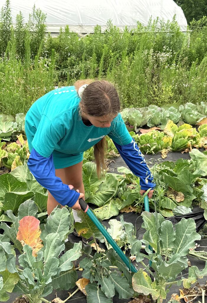 Student harvesting