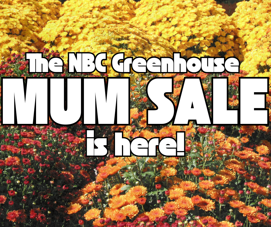 Mum Sale