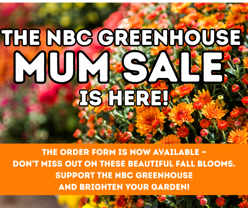Mums for sale