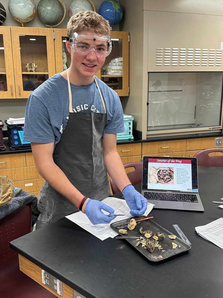 dissecting frogs