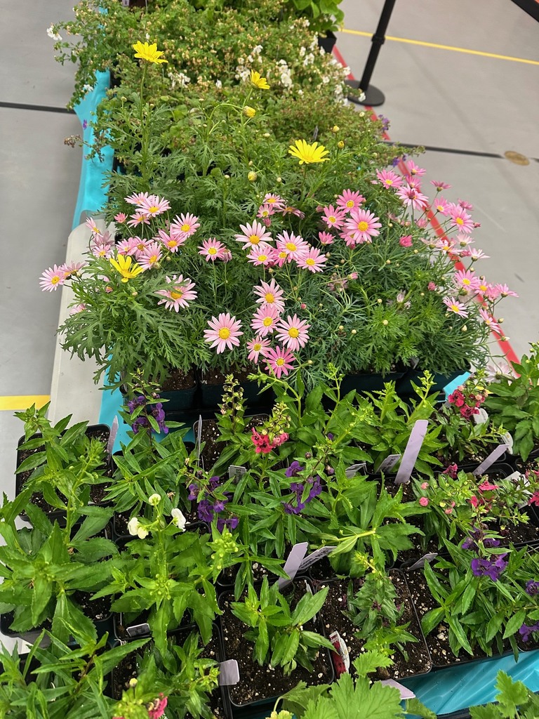 Plant Pick up tomorrow