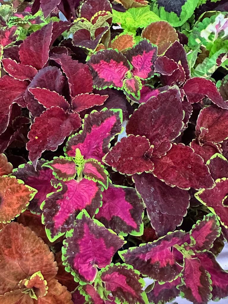 Plant Pick up tomorrow