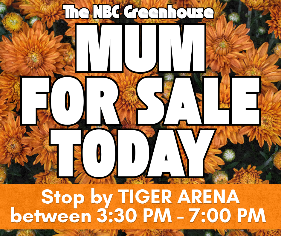 Mums For Sale