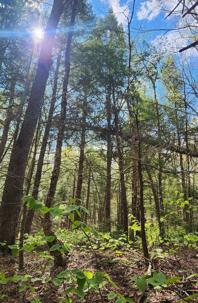 A view of the woods along the Beach Trail, the trail that the 3rd and 4th grade class is helping to maintain as part of the Park's "Adopt-A-Trail" program. The sky is blue with the sun shining through tall, leafy green trees.