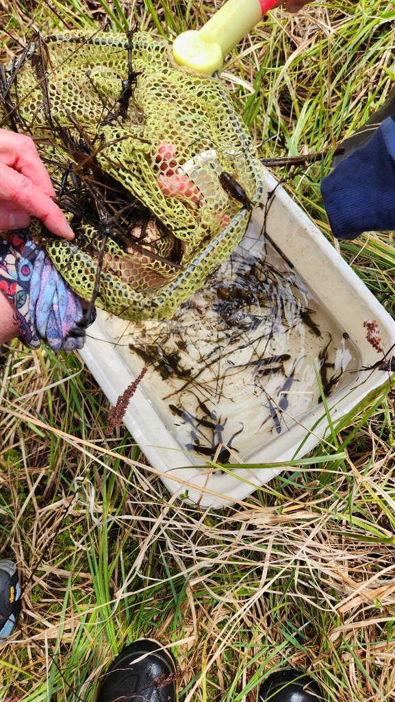 Tadpoles and salamanders are removed from a ponding net, with a basin below already full of other creatures including newts, dragonfly larvae, and water boatmen.