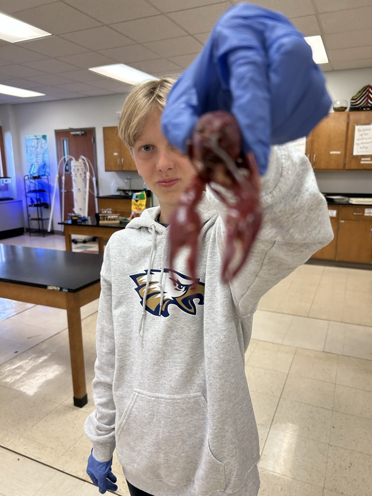 crayfish