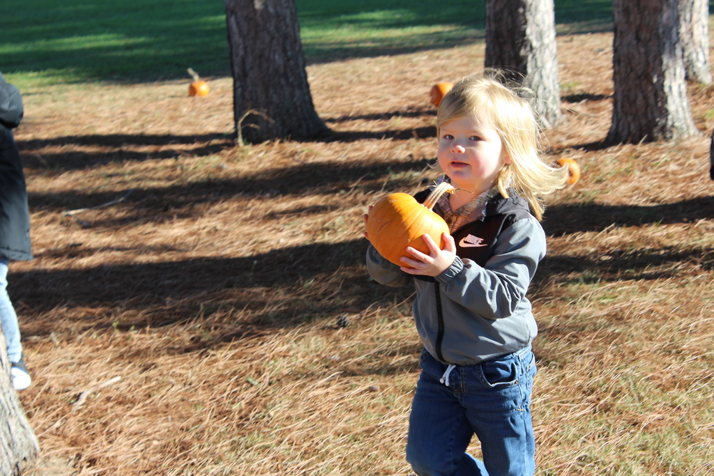 Pumpkin patch