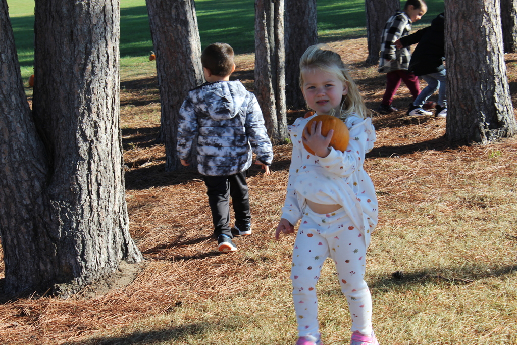 Pumpkin patch