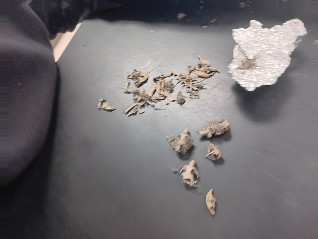 Owl pellet lab