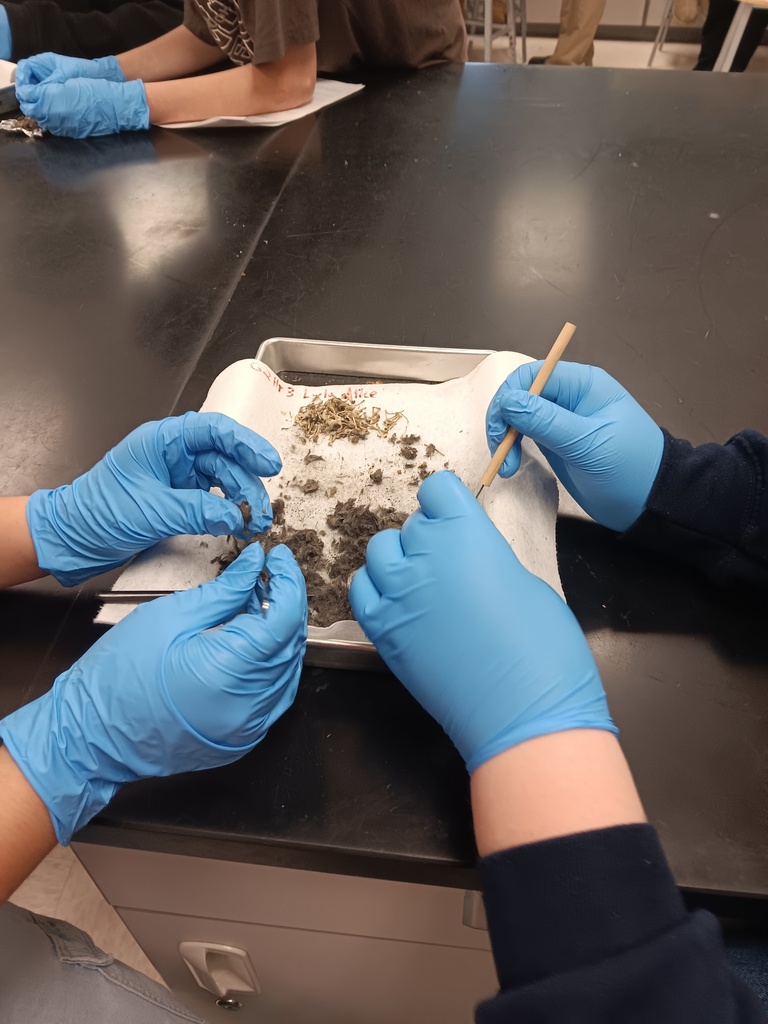 Owl pellet lab