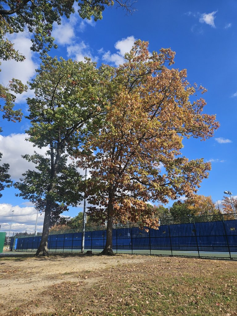 Honey our class tree