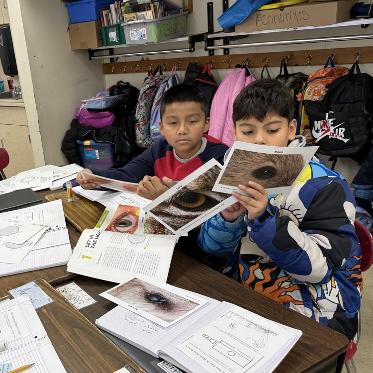 Students looking at cards with eye structures 